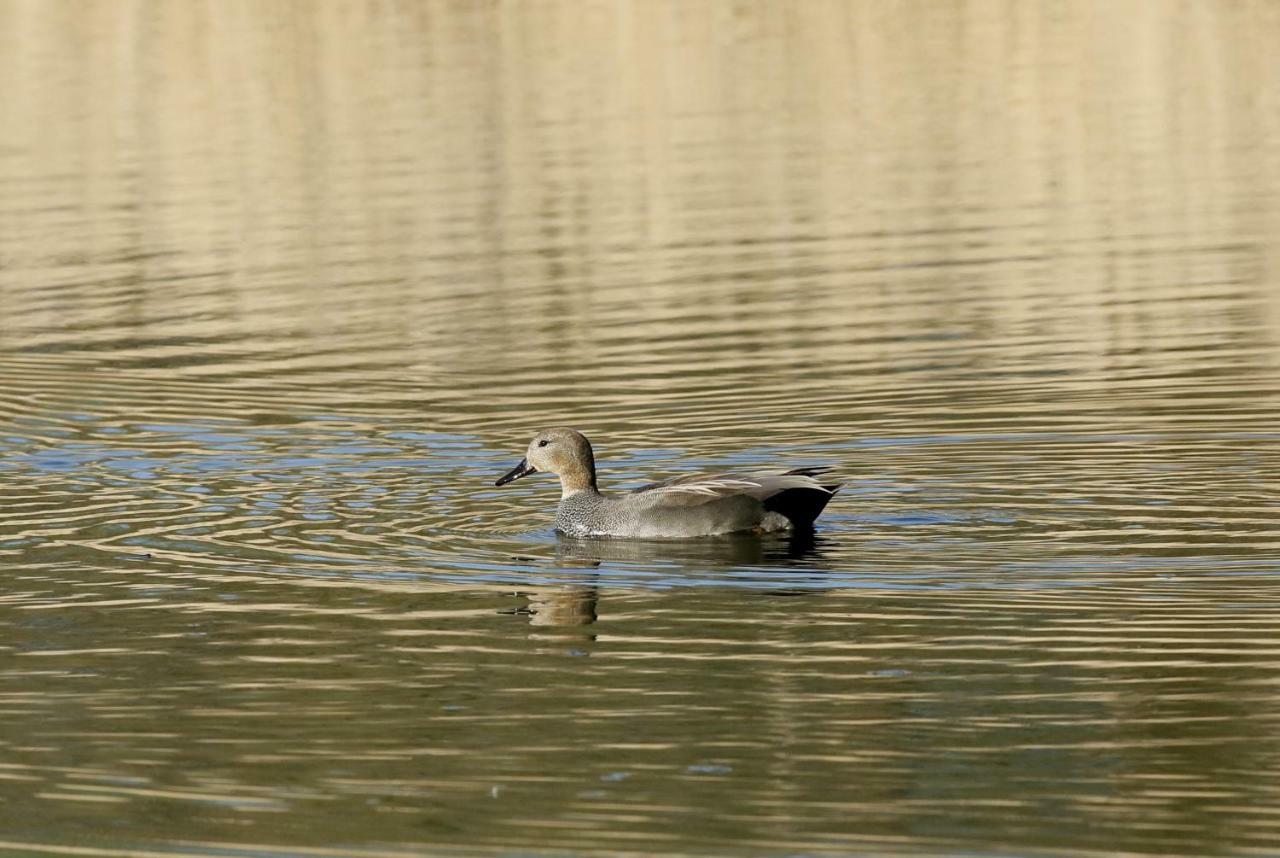 Gite De L'Etang Belval-en-Argonne エクステリア 写真
